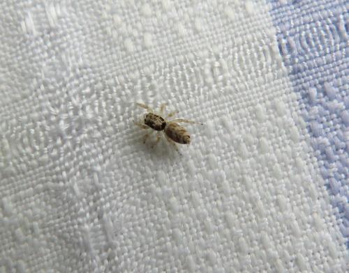 Salticus sp.